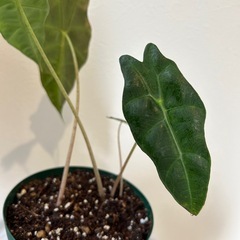 観葉植物　アロカシア・アマゾニカ⑤の画像