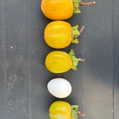 西条柿(渋柿)70個の画像