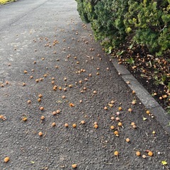 銀杏差し上げますますの画像