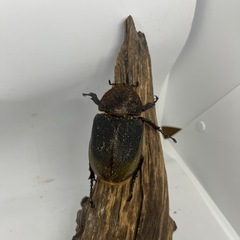 ヘラクレスオオカブト　ペアの画像