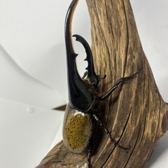 ヘラクレスオオカブト　ペアの画像