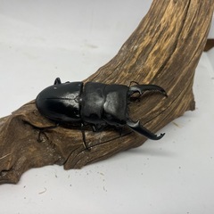 パラワンオオヒラタクワガタ　ペアの画像