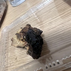 ニジイロクワガタ ♂︎︎ ♀ペアの画像