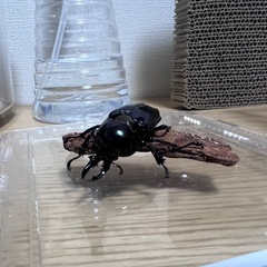 ニジイロクワガタ ♂︎︎ ♀ペアの画像