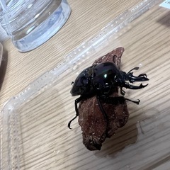 ニジイロクワガタ ♂︎︎ ♀ペアの画像