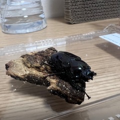 ニジイロクワガタ ♂︎︎ ♀ペアの画像