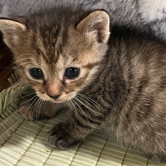 ヨチヨチキジトラさん❤️