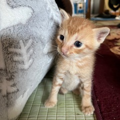 可愛い茶トラくん❤️