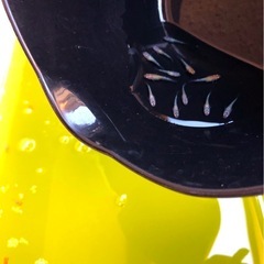 輝きの💐yurisis計12匹.体外光＊ひかりラメ魚.メダカ【11月2日.日迄の投稿です.】の画像