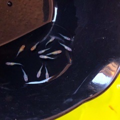 輝きの💐yurisis計12匹.体外光＊ひかりラメ魚.メダカ【11月2日.日迄の投稿です.】の画像