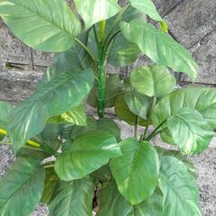 (取引中)フェイクグリーンの画像