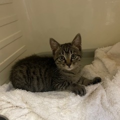 親とはぐれて保護した男の子🐈ブラウン系