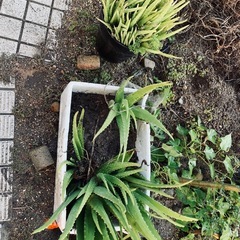 アロエ1株
の画像