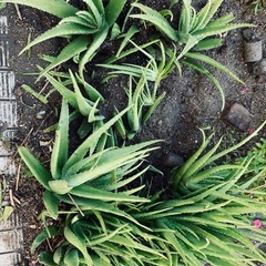 アロエ1株
の画像