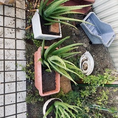 アロエ1株
の画像