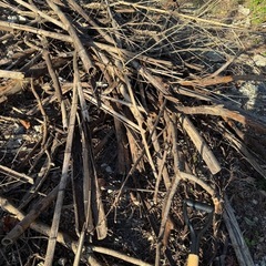 剪定枝、薪にどうぞ
の画像