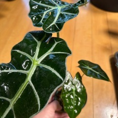 アロカシア  観葉植物 
の画像