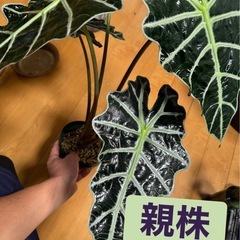 アロカシア  観葉植物 
の画像