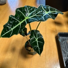 アロカシア  観葉植物 
の画像