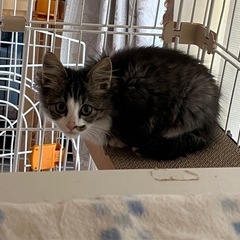 長毛モフモフさん　2ヶ月❤️