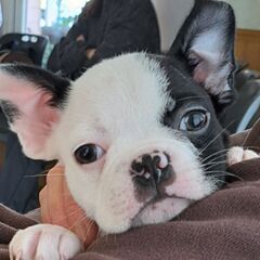 ✨ボストンテリア  販売致します✨