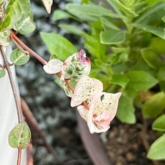 ハツユキカヅラの画像