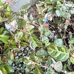 ハツユキカヅラの画像