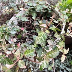 ハツユキカヅラの画像