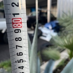 アガベ　アメリカーナの画像