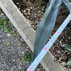 アガベ　アメリカーナの画像