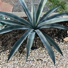 アガベ　アメリカーナの画像