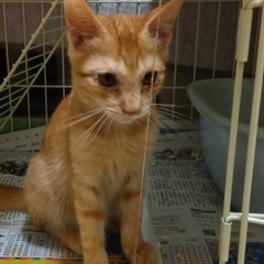 譲渡決まりました｡人懐っこい3ヶ月の男の子❗️