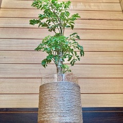 観葉植物　ポリシャスとガラス製鉢カバーの画像