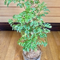 観葉植物　ポリシャスとガラス製鉢カバーの画像