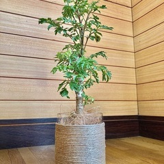 観葉植物　ポリシャスとガラス製鉢カバーの画像