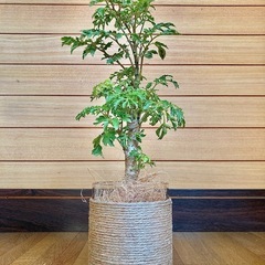 観葉植物　ポリシャスとガラス製鉢カバーの画像