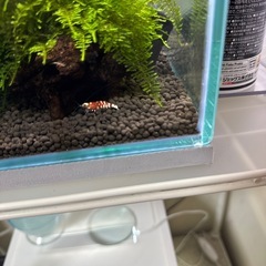 ビーシュリンプなどの画像