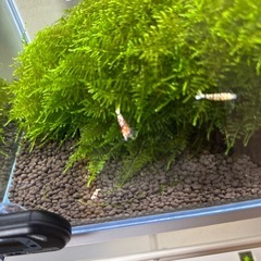 ビーシュリンプなどの画像