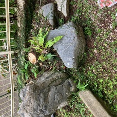庭石の画像