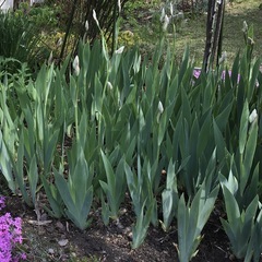 ニオイアヤメ/イリス球根100円から200円の画像