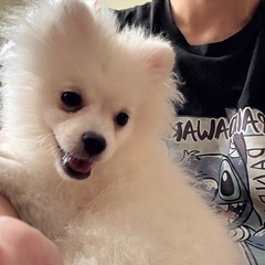 ポメラニアンのクリーム色