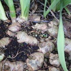 ニオイアヤメ/イリス球根100円から200円の画像