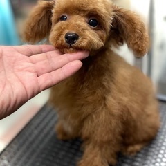 Tカップサイズに近い小さめなタイニープードル💕