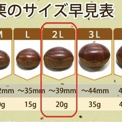 【奈良県産】栗 19.9kg Lサイズの画像