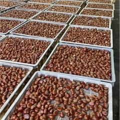 【奈良県産】栗 19.9kg Lサイズの画像