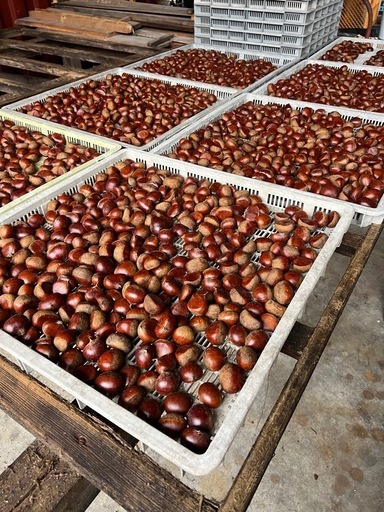 高糖度　銀寄栗10kg