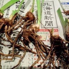 ニオイアヤメ/イリス球根100円から200円の画像