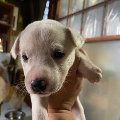 5匹、里親様決まりました。ありがとうございました