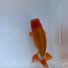 極上らんちゅうの画像