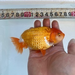 極上らんちゅうの画像